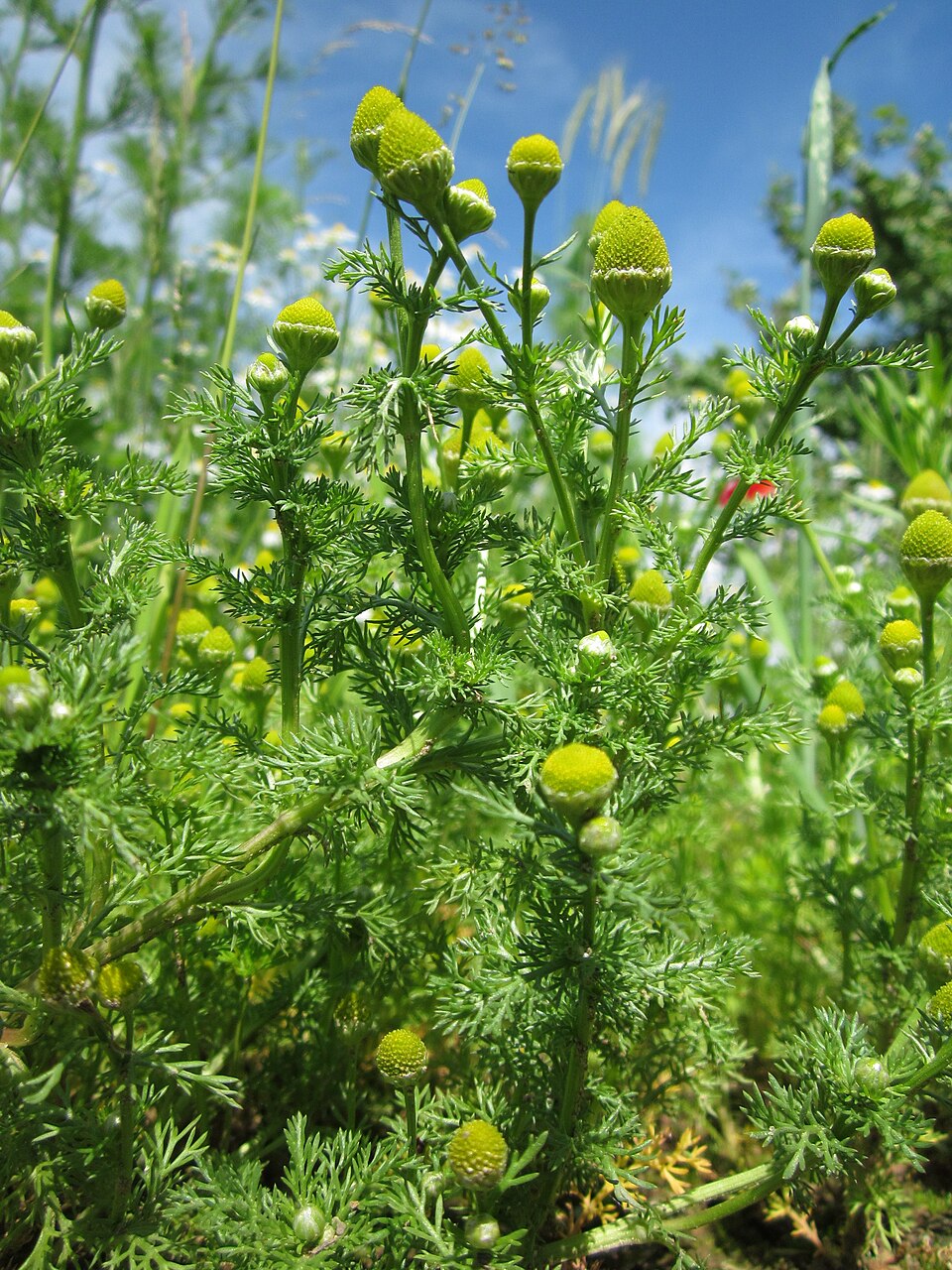 Disc Mayweed photo 3