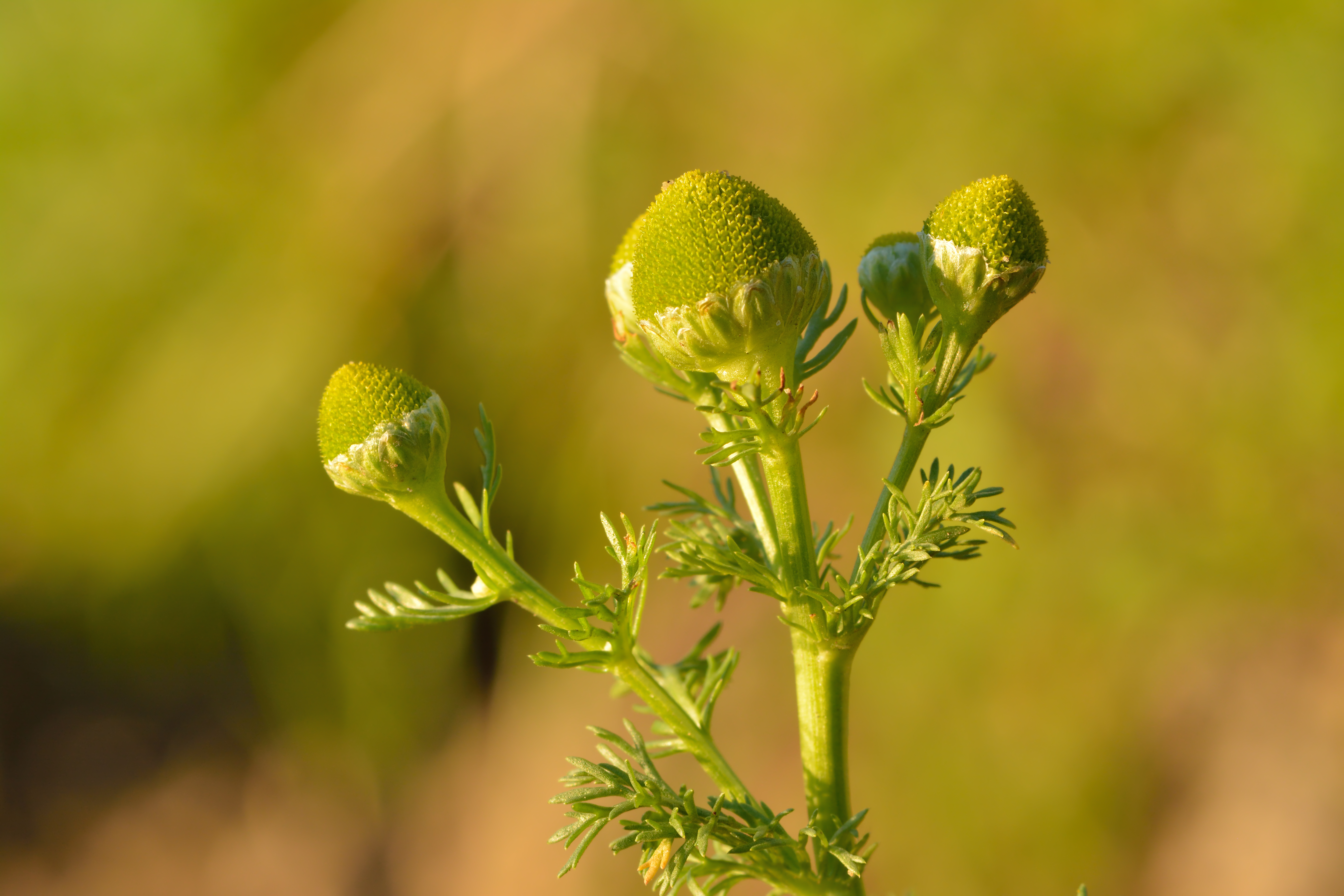Disc Mayweed