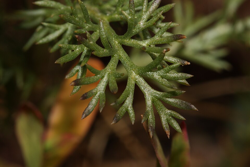 Disc Mayweed photo 4