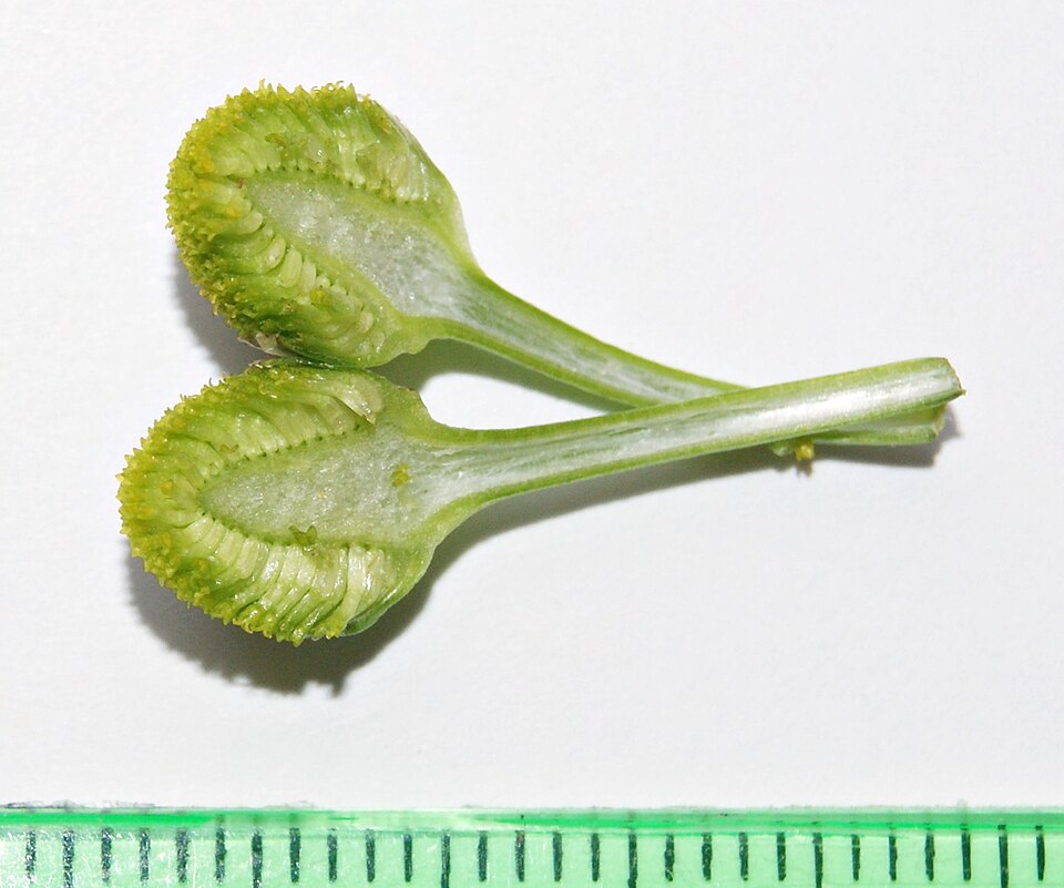 Disc Mayweed photo 5