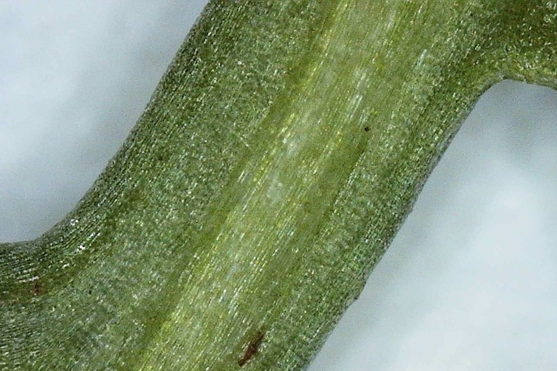 Disc Mayweed photo 8
