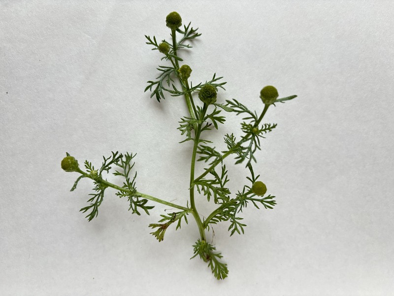 Disc Mayweed photo 7
