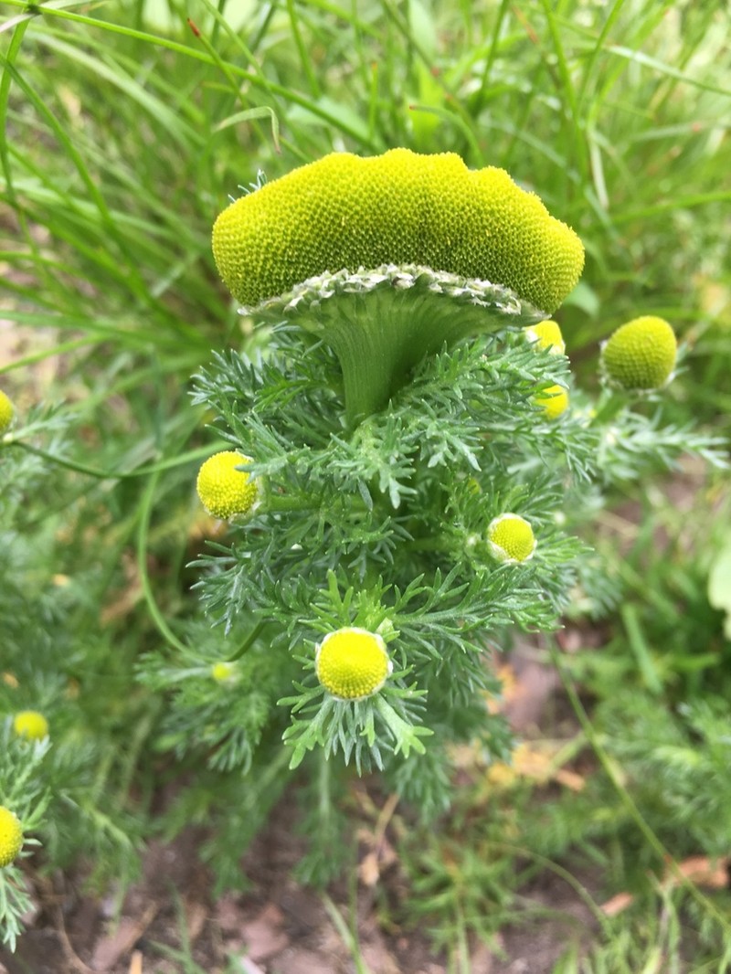 Disc Mayweed photo 8