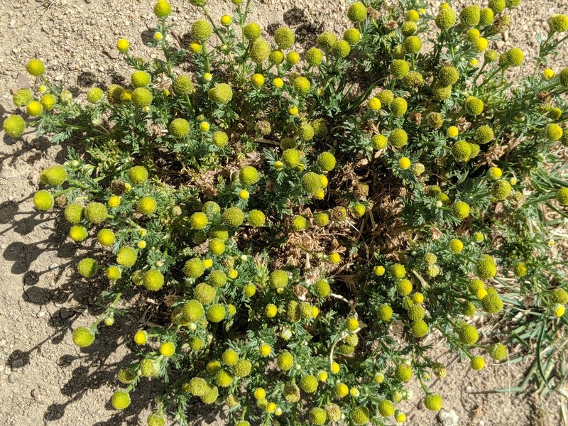 Valley Mayweed photo 2