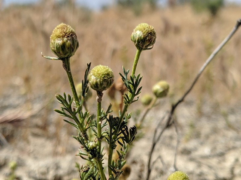 Valley Mayweed