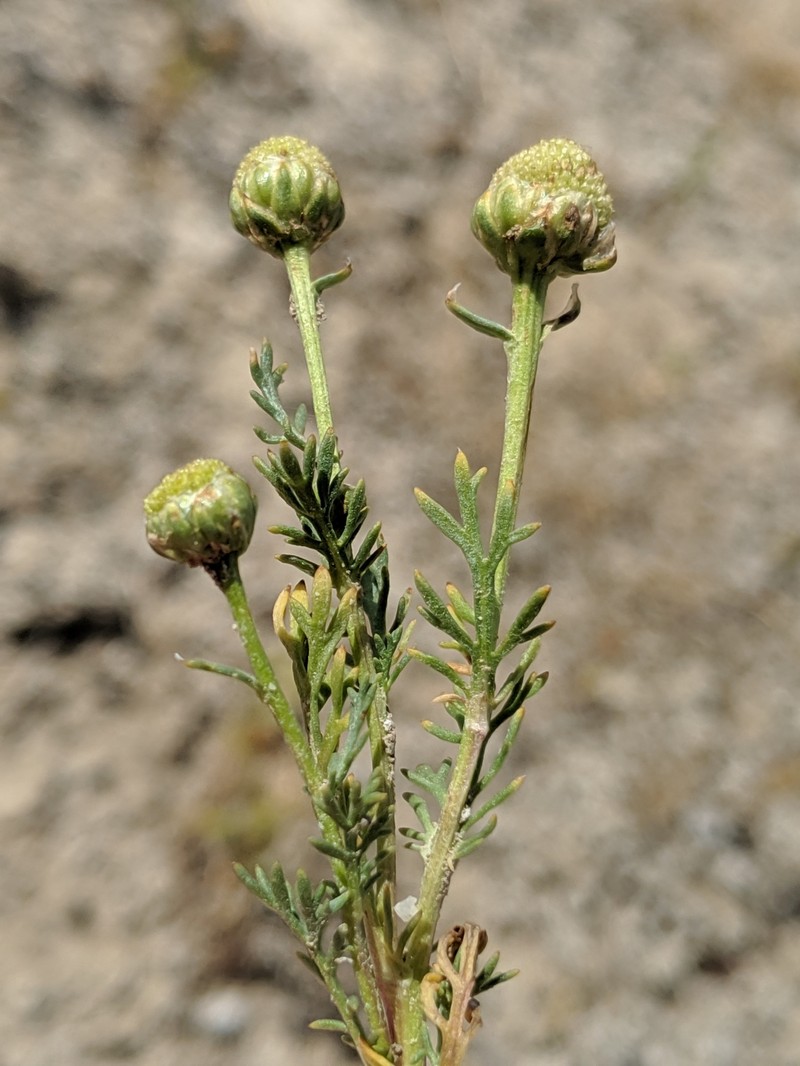 Valley Mayweed photo 3