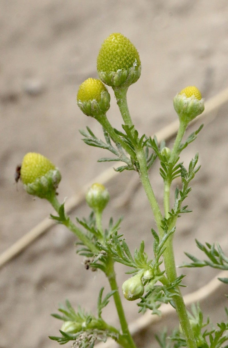 Valley Mayweed photo 4