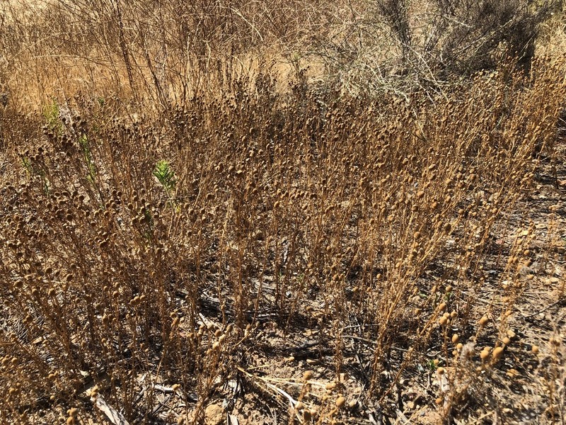 Valley Mayweed photo 5