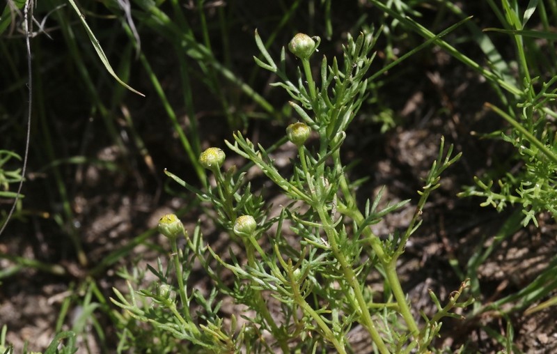 Valley Mayweed photo 7