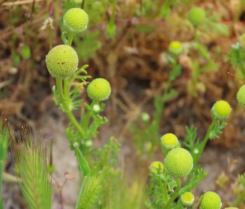 Valley Mayweed photo 8