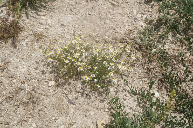Matricaria tzvelevii