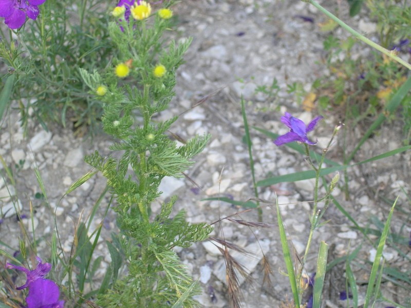 Matricaria tzvelevii photo 2