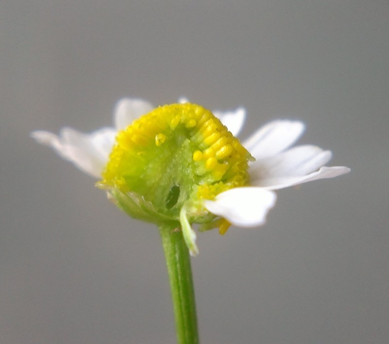 Matricaria tzvelevii photo 3