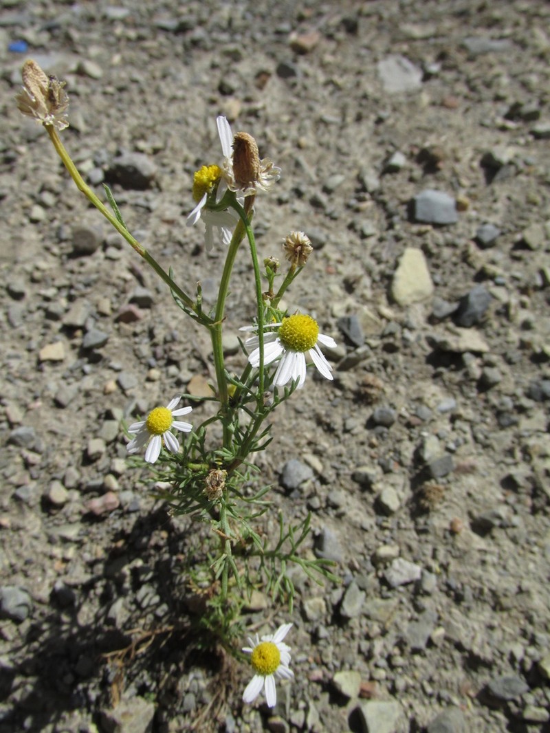 Matricaria tzvelevii photo 5