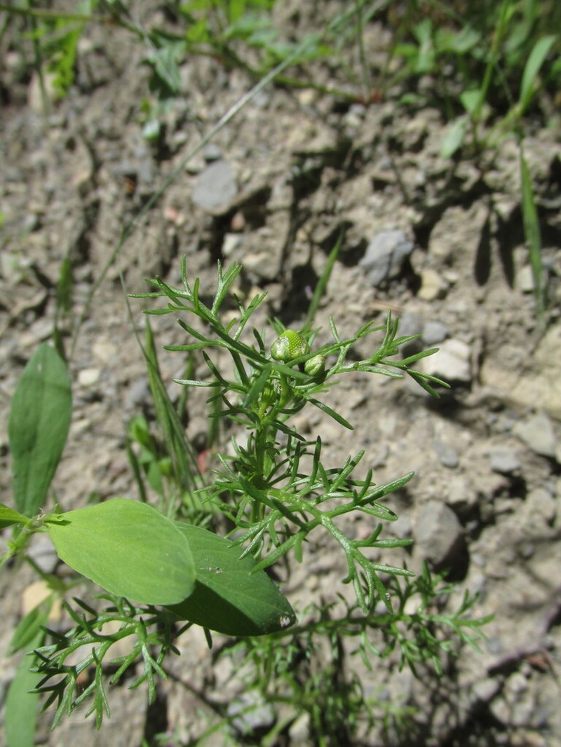 Matricaria tzvelevii photo 8