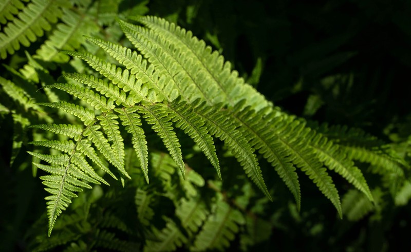 Ostrich Fern photo 2