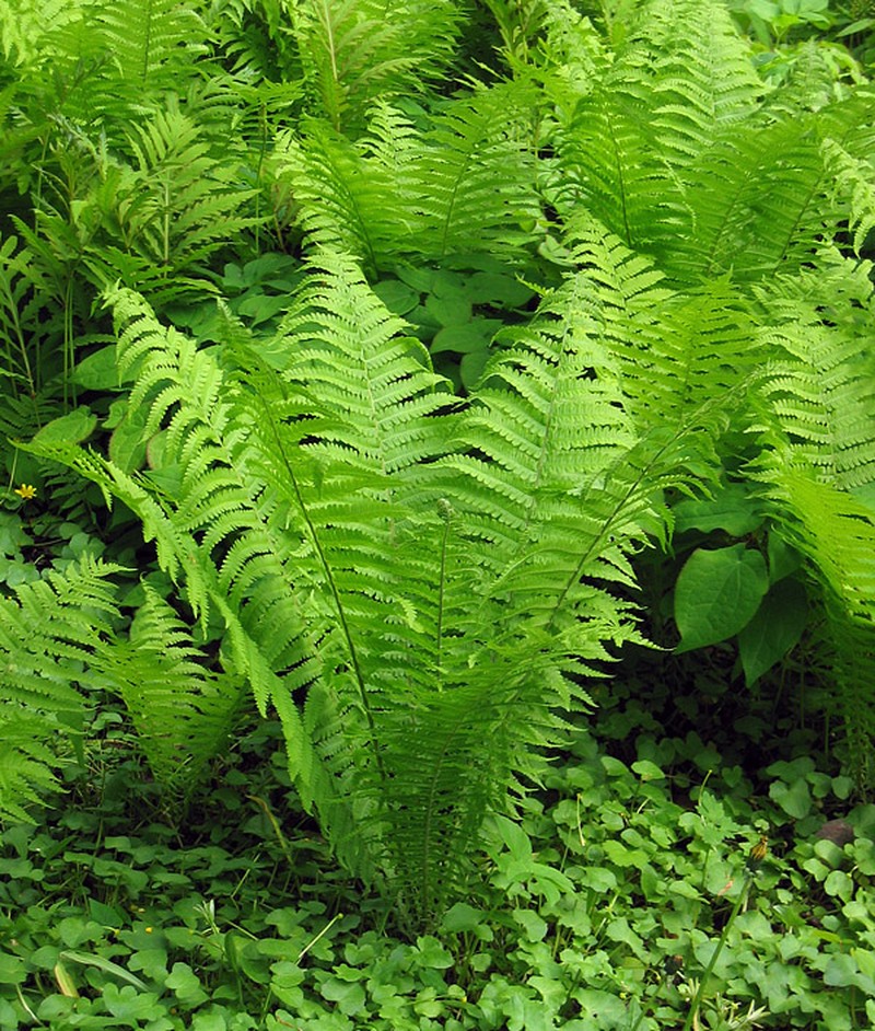 Ostrich Fern photo 3
