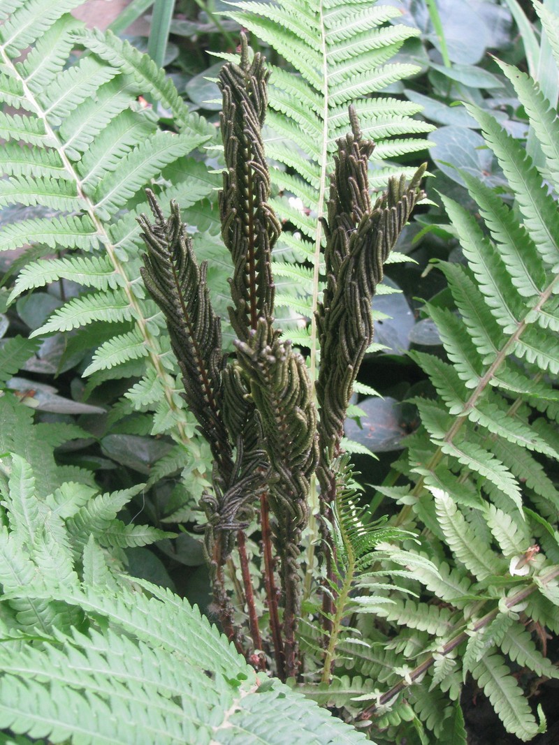 Ostrich Fern photo 4