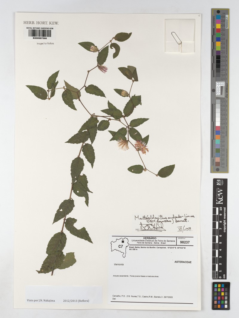 Mattfeldanthus andrade-limae