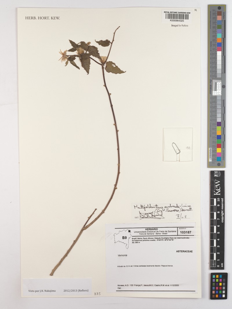 Mattfeldanthus andrade-limae photo 3