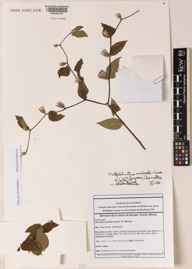 Mattfeldanthus andrade-limae photo 4