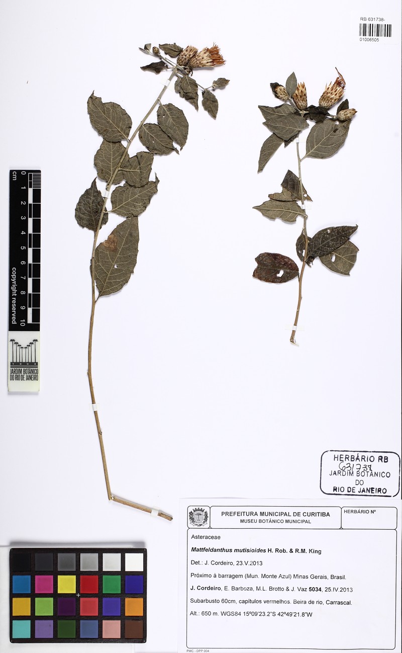 Mattfeldanthus mutisioides