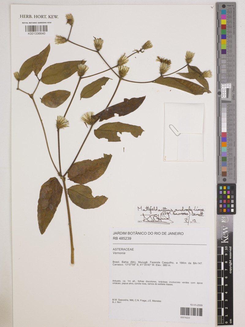 Mattfeldanthus mutisioides photo 2