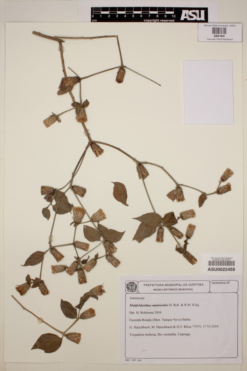 Mattfeldanthus mutisioides photo 3