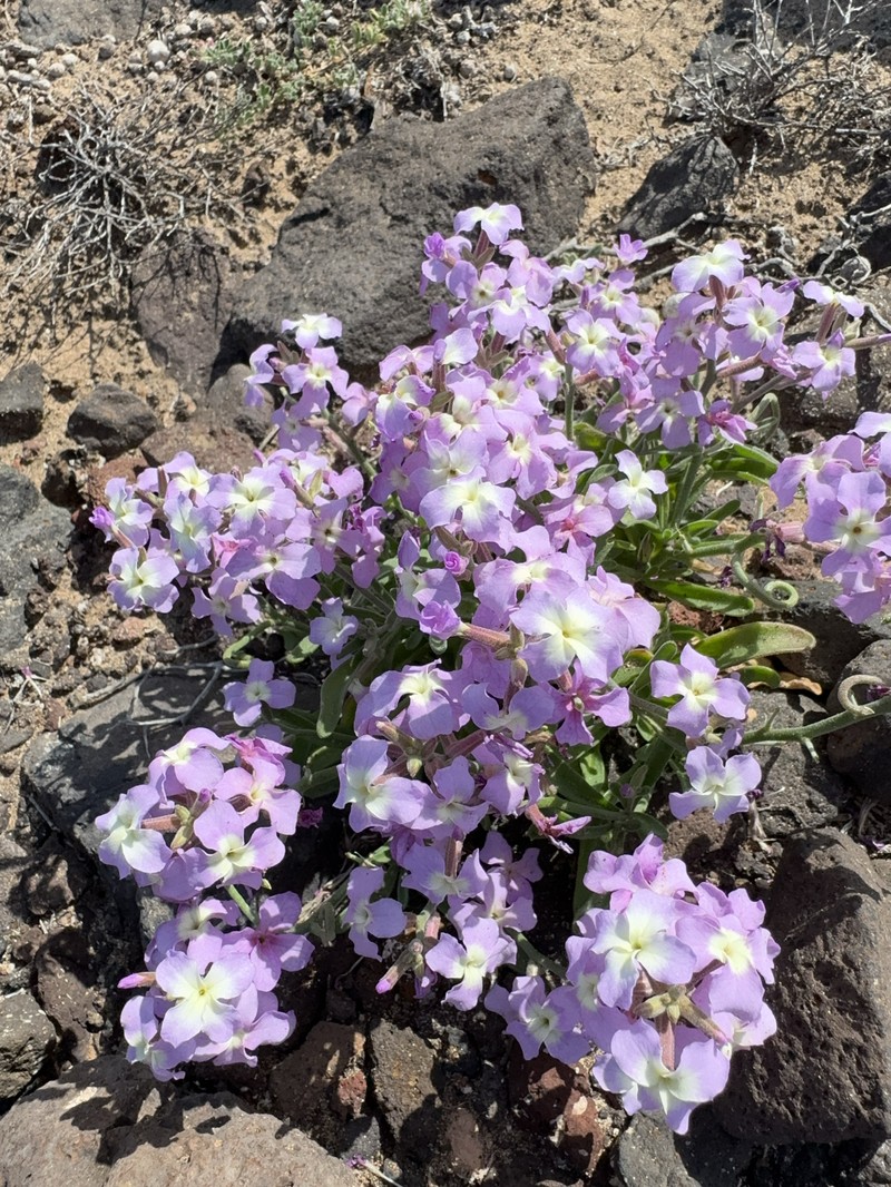 Matthiola bolleana subsp. bolleana