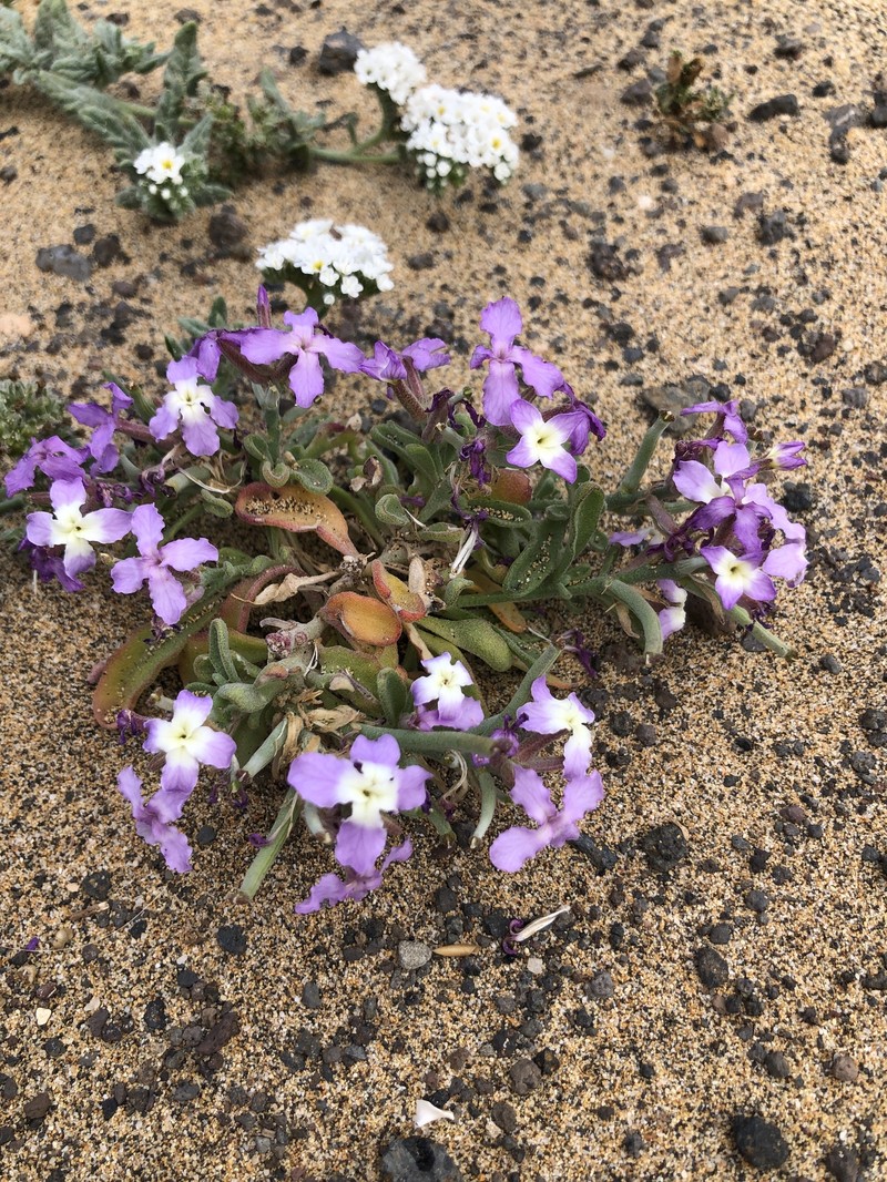 Matthiola bolleana subsp. bolleana photo 2
