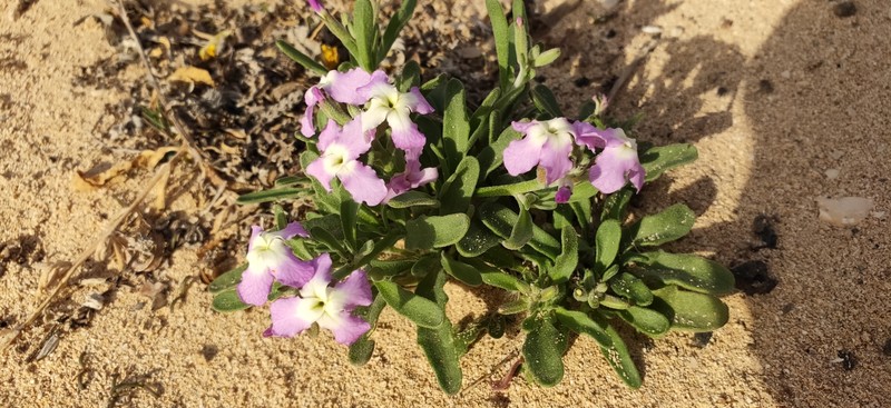 Matthiola bolleana subsp. bolleana photo 3