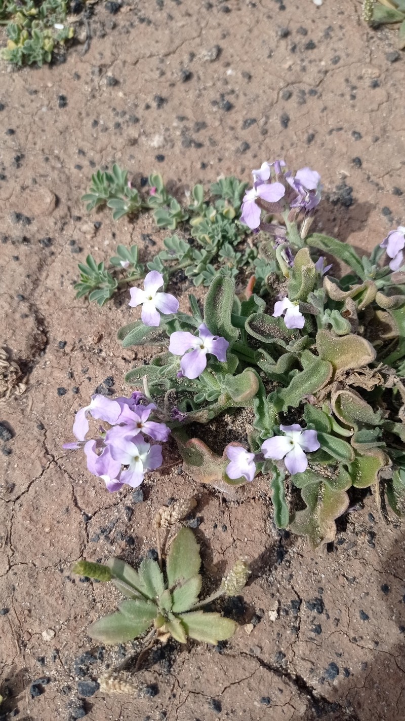 Matthiola bolleana subsp. bolleana photo 4