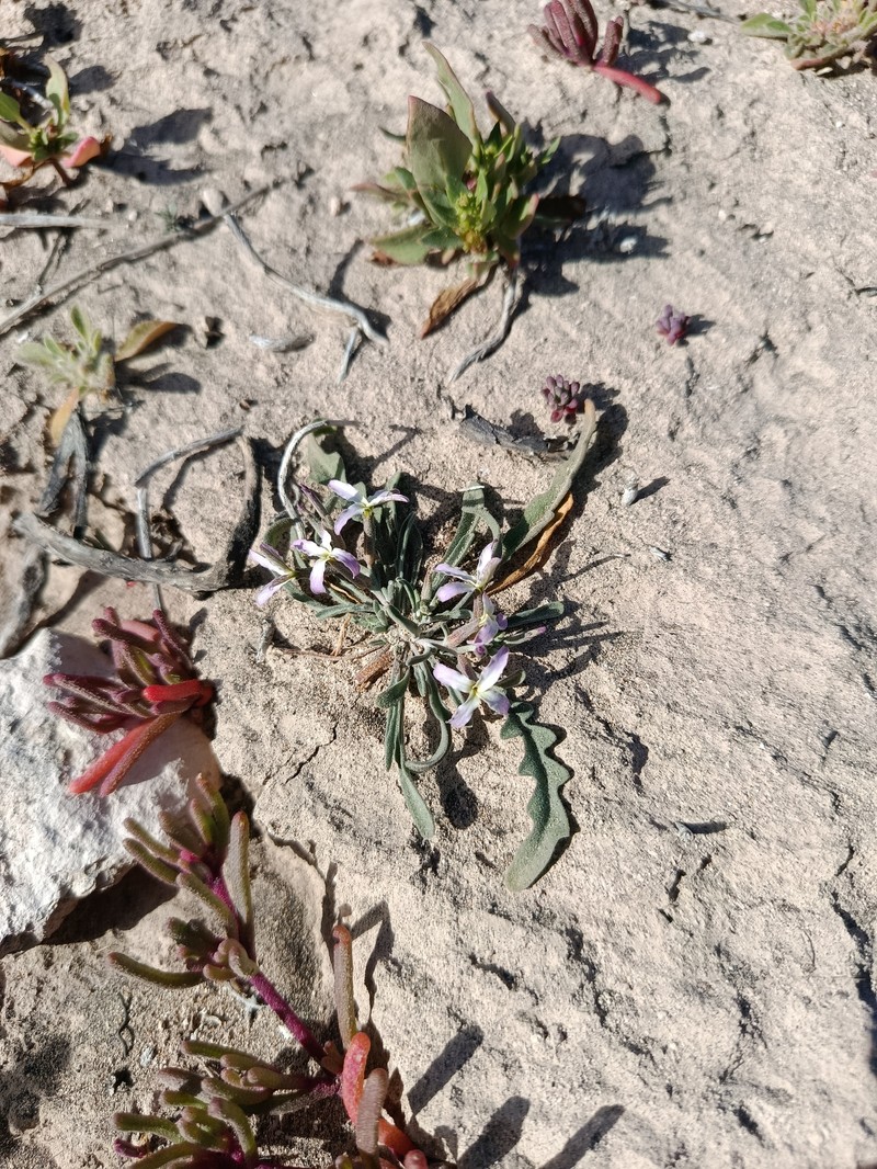 Matthiola bolleana subsp. morocera