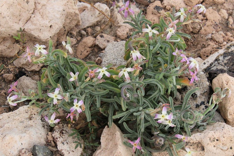 Matthiola bolleana subsp. morocera photo 2