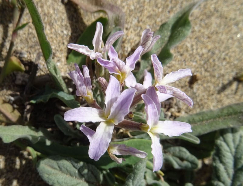 Matthiola bolleana subsp. morocera photo 3