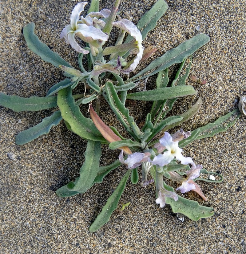 Matthiola bolleana subsp. morocera photo 4