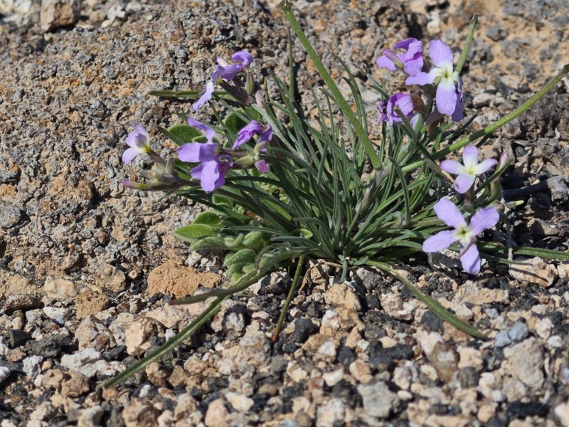 Matthiola bolleana subsp. viridis