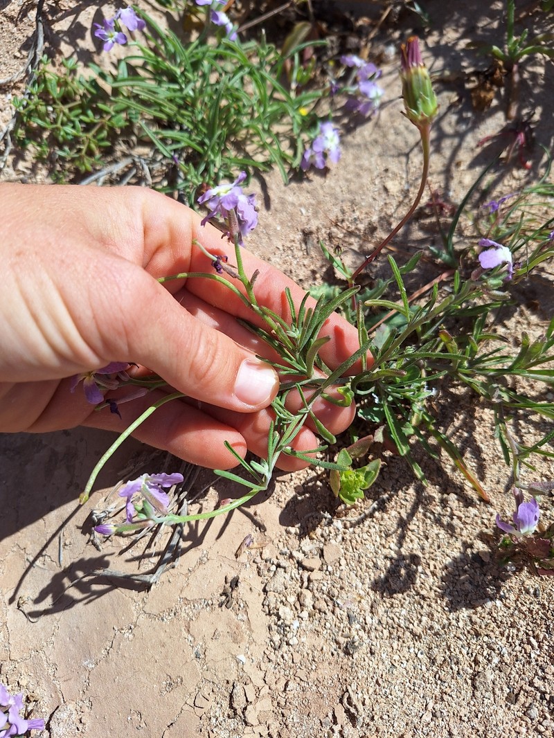 Matthiola bolleana subsp. viridis photo 2