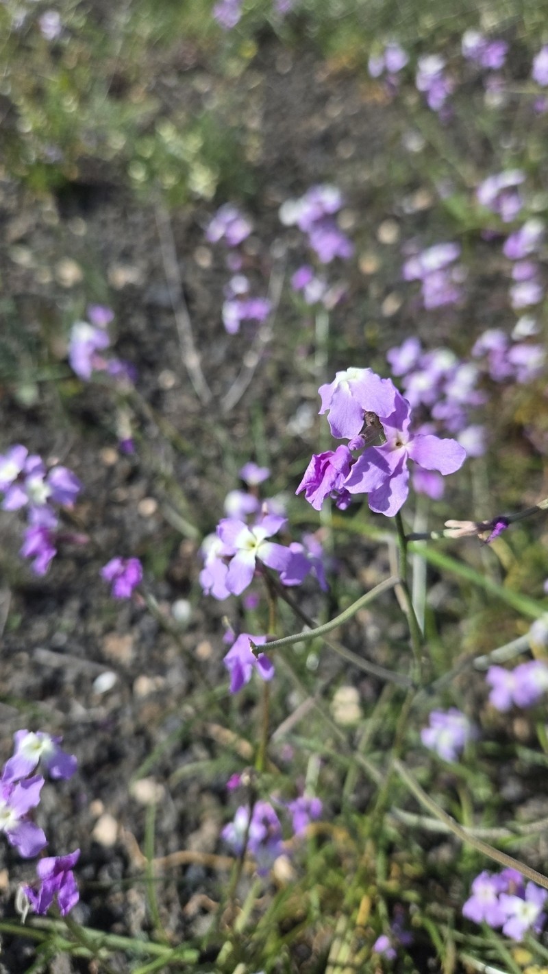 Matthiola bolleana subsp. viridis photo 3