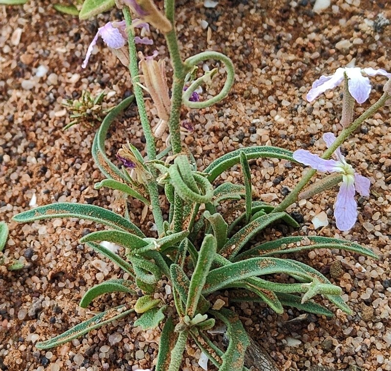 Matthiola bolleana subsp. viridis photo 4