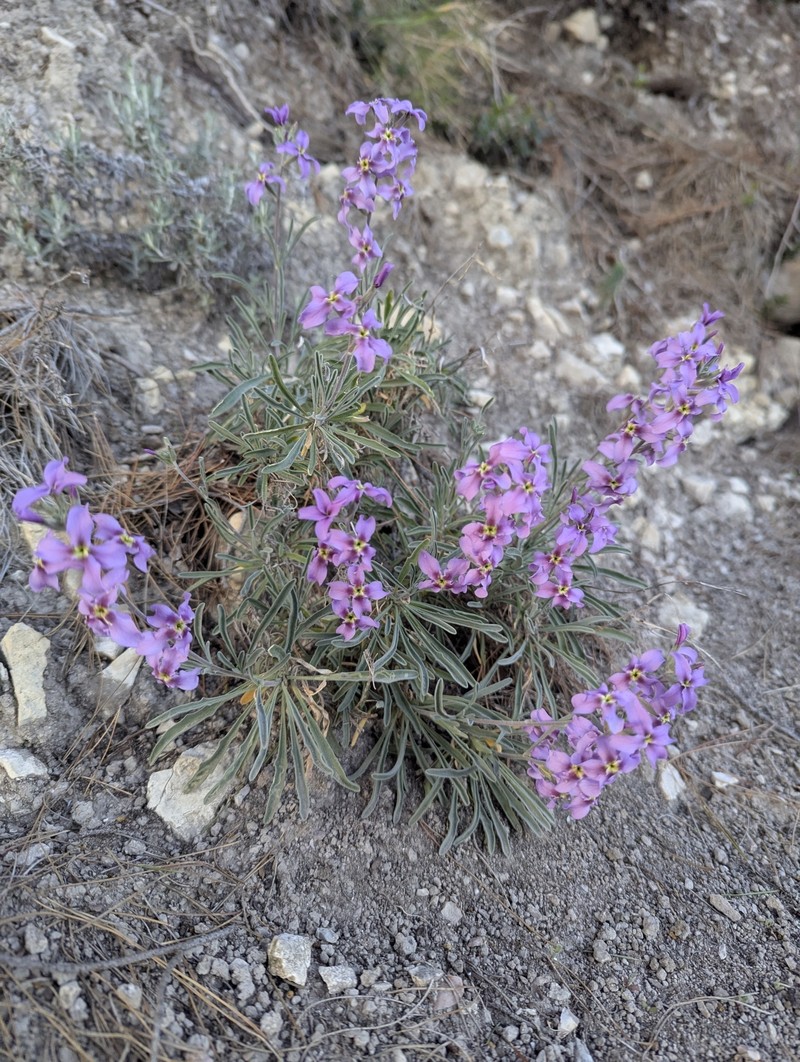Matthiola fruticulosa subsp. fruticulosa