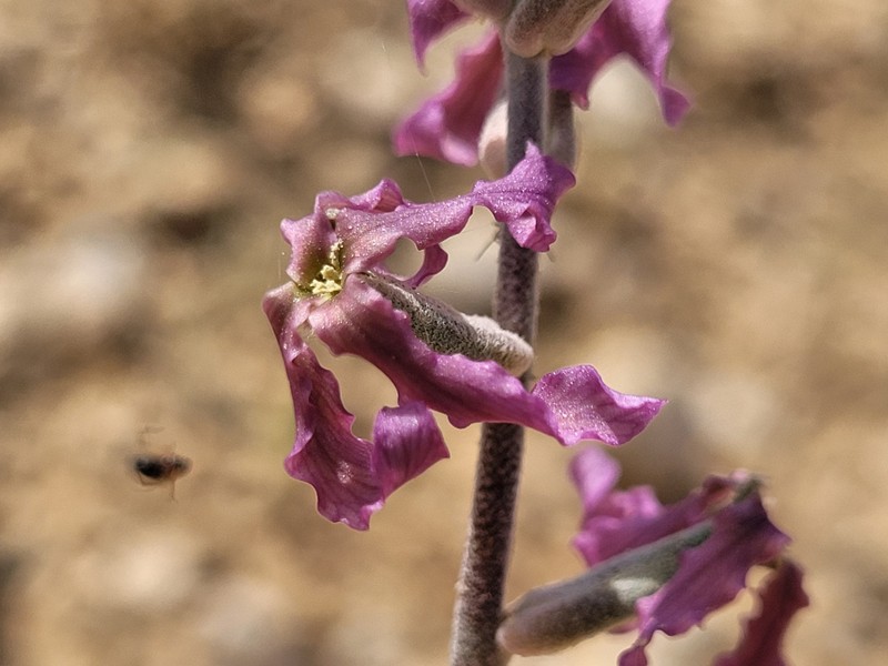 Matthiola fruticulosa subsp. fruticulosa photo 2