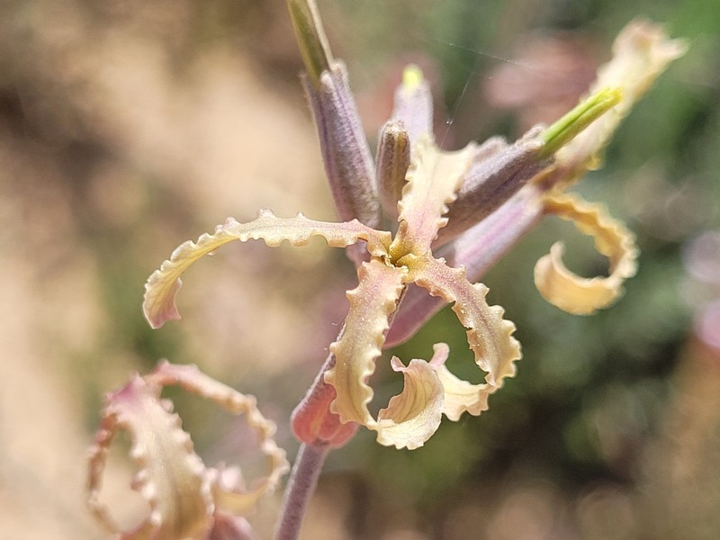 Matthiola fruticulosa subsp. fruticulosa photo 3