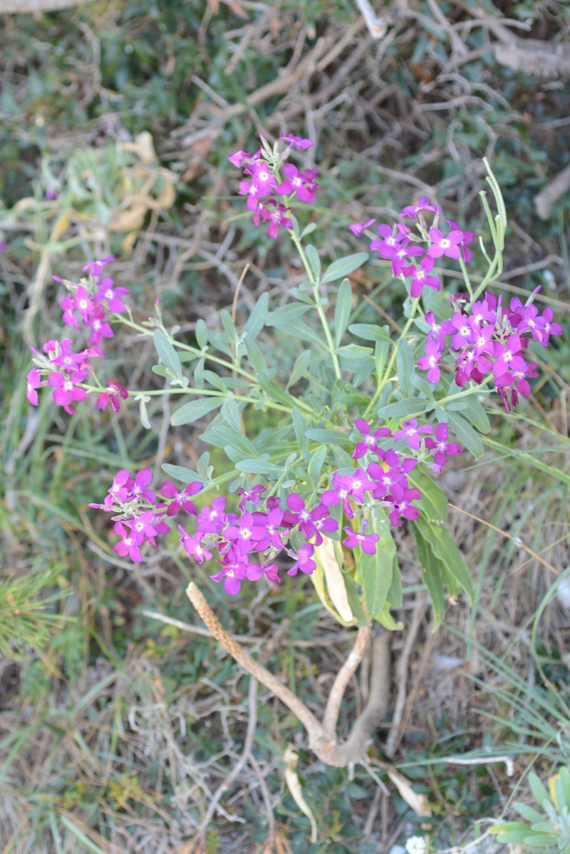 Matthiola incana subsp. incana