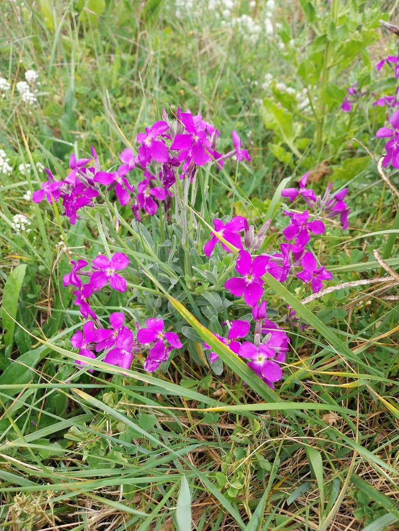 Matthiola incana subsp. incana photo 2