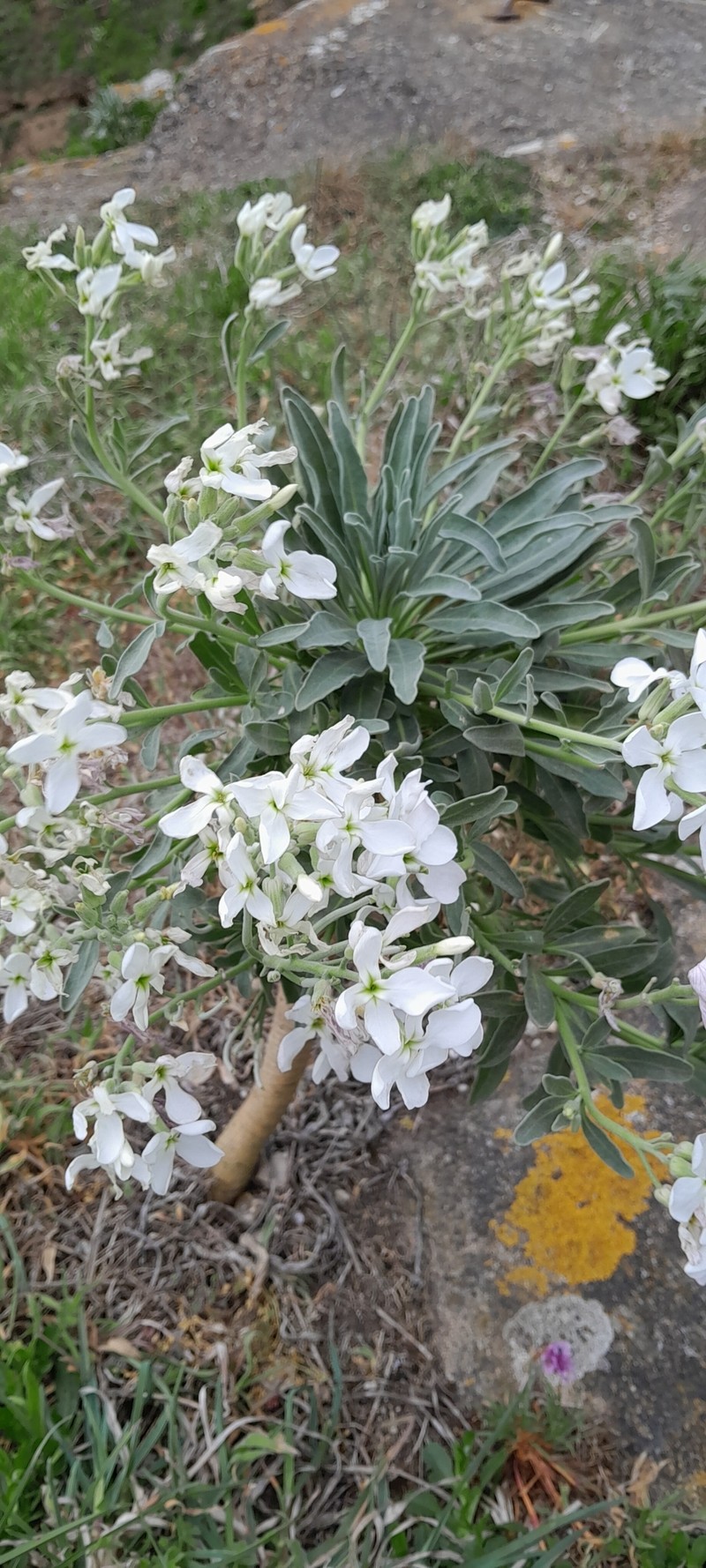Matthiola incana subsp. incana photo 3