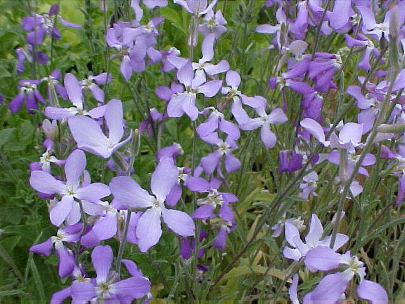 Night Scented Stock photo 2