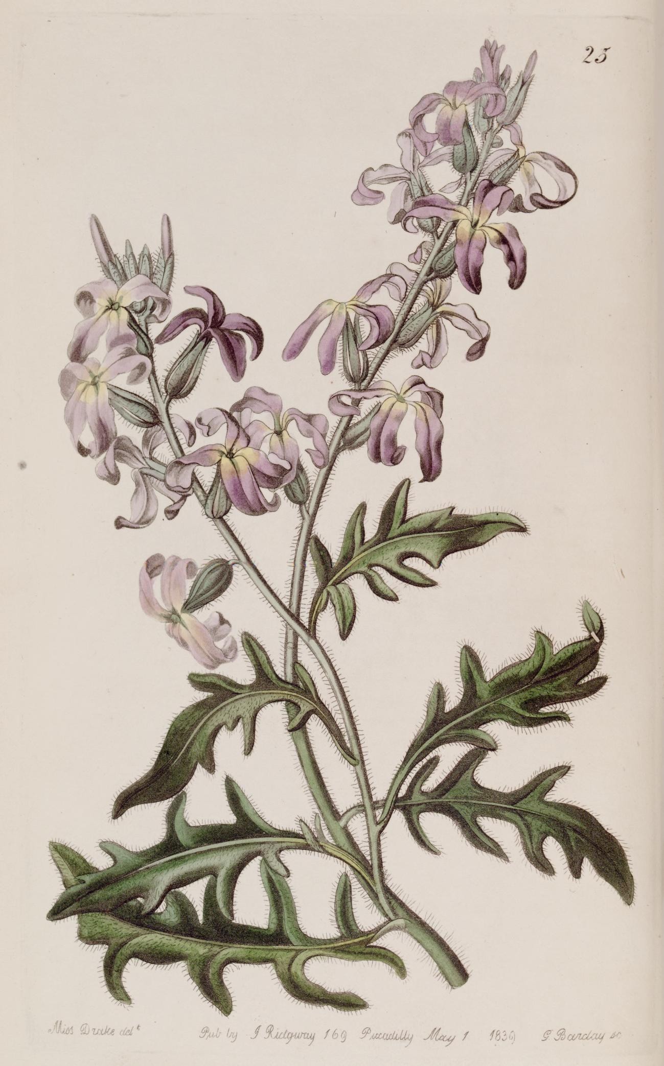 Night Scented Stock
