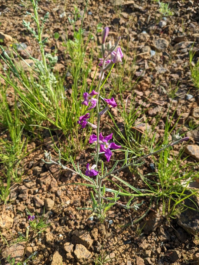 Matthiola longipetala subsp. longipetala