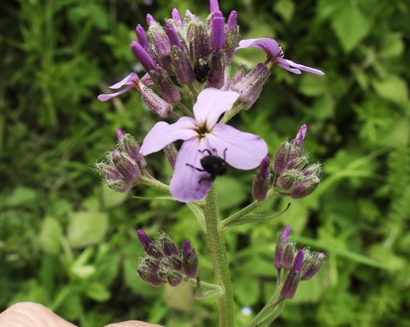 Matthiola longipetala subsp. longipetala photo 2